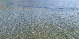 LIGURIA, TORNANO LE SENTINELLE DEL MARE