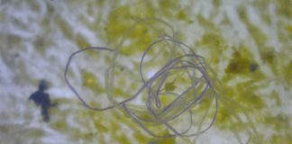 NEL MEDITERRANEO 7% MICROPLASTICA GLOBALE