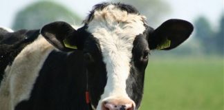 MUCCHE STRESSATE, -10% DI LATTE TRA MILANO E LODI