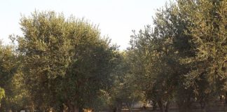 XYLELLA, CORTE UE “ITALIA NON HA FATTO ABBASTANZA”