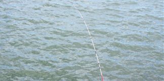 LIGURIA: PESCA, OK LINEE INDIRIZZO FORMAZIONE