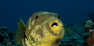 SPECIE TROPICALI NEI MARI, ALLERTA PER SALUTE