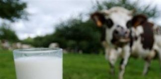 COLDIRETTI, PREZZO DEL LATTE SPOT +12%