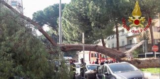 GROSSO PINO CROLLA A ROMA, DANNEGGIATE AUTO