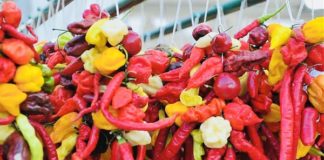 WEEKEND SAGRE A POGGIO MOIANO, RIETI, PASTRENGO E SUTRI