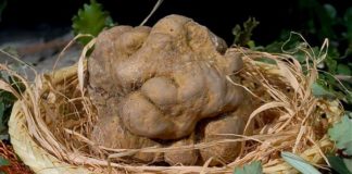 WEEKEND SAGRE SI CELEBRA A CANTERANO E CANTIANO