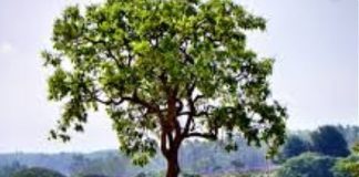 PREMIATI PROGETTI INNOVATIVI PER SVILUPPO SOSTENIBILE