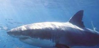 A RISCHIO METÀ SPECIE DI SQUALI, RAZZE E CHIMERE DEL MEDITERRANEO