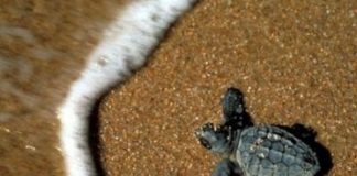 ARRIVANO I LIDI AMICI DELLE TARTARUGHE