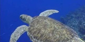 TOSCANA, NIDO TARTARUGHE A ROSIGNANO: IL PIU’ A NORD DEL MEDITERRANEO