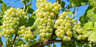 LA FESTA DELL’UVA A MERANO A OTTOBRE