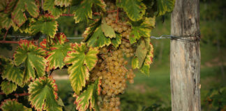 SICILIA, 20 MLN PER RISTRUTTURARE I VIGNETI