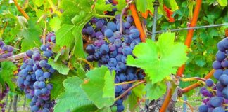 VENDEMMIA, CRESCE LA QUALITÀ