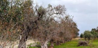 XYLELLA, EMILIANO CHIEDE A CONTE 500 MLN PER PIANO TRIENNALE