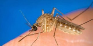 VENETO: 84 CASI DI WEST NILE, REGIONE “NIENTE ALLARMI”