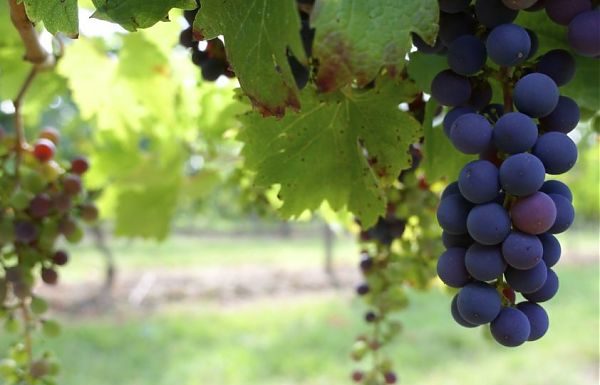 DAZI, ISMEA “ITALIA RISCHIA DI PERDERE QUOTE DI MERCATO”