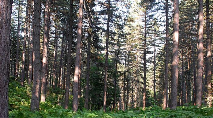 L’EDUCAZIONE AMBIENTALE ENTRA NELLE SCUOLE