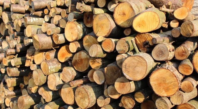 MILANO, IL LEGNO DELLA FORESTA DISTRUTTA RIVIVE NEL TRIENNALE TEATRO