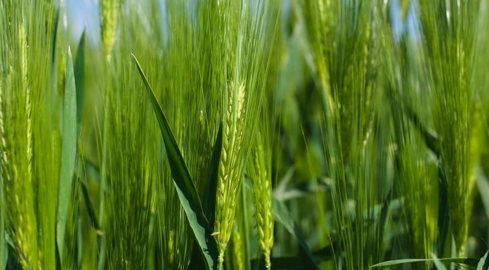 ENTI PREVIDENZIALI, NUMERI POSITIVI PER ENPAIA