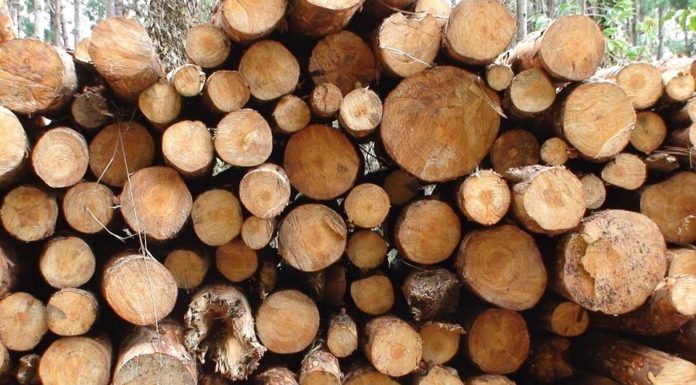 AL VIA UN PROGETTO PER ABBATTERE LA CO2 DEI PRODOTTI IN LEGNO