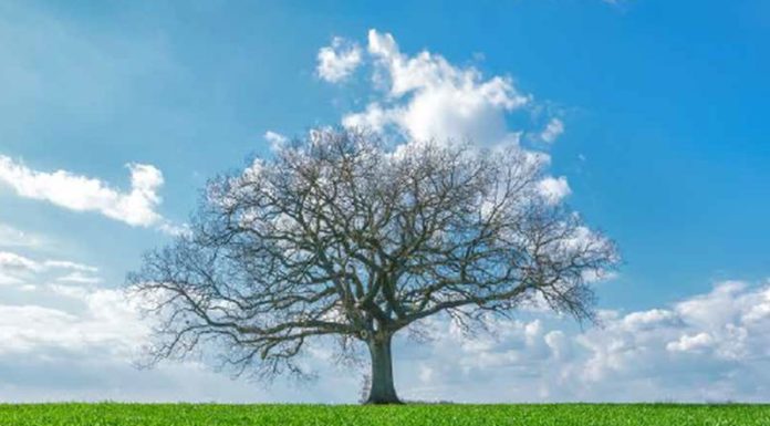 PER BANKITALIA EMISSIONI DI CO2 IN CALO DAL 2010