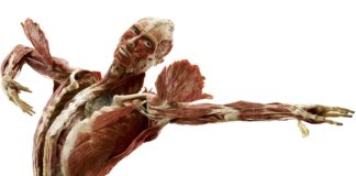 MOSTRE, BODY WORLDS ARRIVA A PALERMO