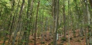 Valle d’Aosta, la Regione incontra i forestali