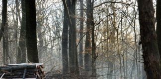 VDA, APERTO BANDO PER FILIERA FORESTA-LEGNO