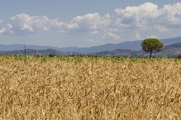 RIFORMA ENTE TERRE TOSCANA, CONSULTAZIONI SU PDL
