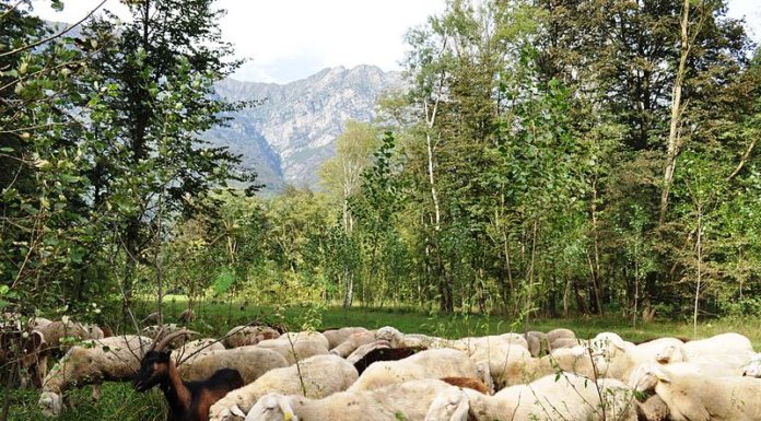 LA TRANSUMANZA DIVENTA PATRIMONIO DELL’UMANITÀ