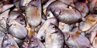 TUNISIA, ESPORTAZIONI PRODOTTI ITTICI AUMENTANO DELL’8%