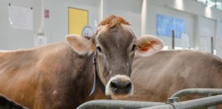 Cresce la domanda mondiale di latte