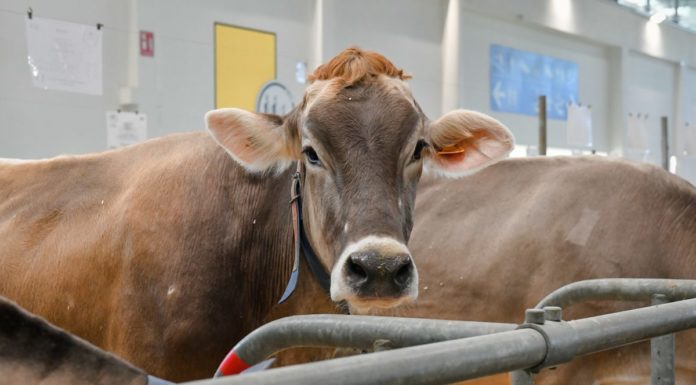 Cresce la domanda mondiale di latte