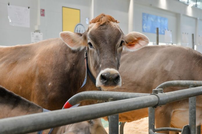 Fieragricola2020 mucca