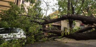 UN PIANO STRAORDINARIO PER GLI ALBERI DI ROMA