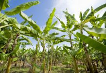 Filippine, cresce la sensibilità per la sicurezza alimentare: controlli più severi