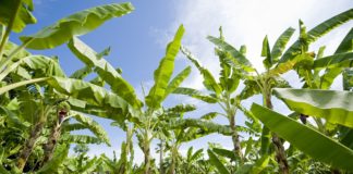 Filippine, cresce la sensibilità per la sicurezza alimentare: controlli più severi