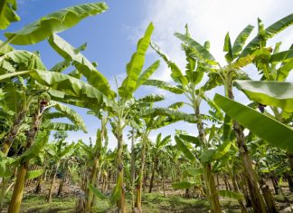 Filippine, cresce la sensibilità per la sicurezza alimentare: controlli più severi