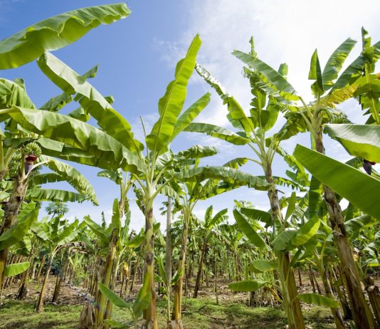 Filippine, cresce la sensibilità per la sicurezza alimentare: controlli più severi