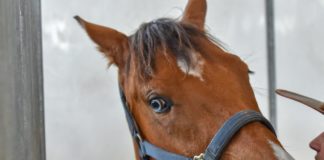 TOSCANA, DA REGIONE 50 MILA EURO PER L’IPPOTERAPIA