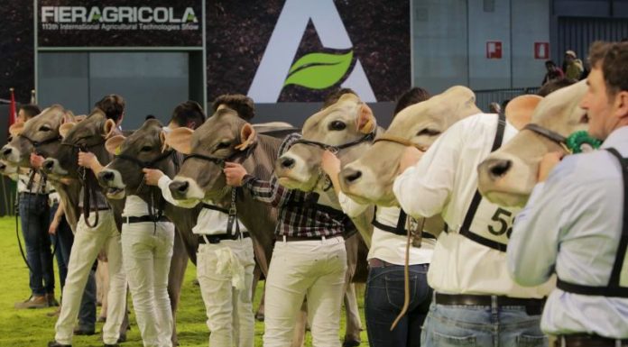 BELLANOVA A FIERAGRICOLA “IN DIRITTURA D’ARRIVO IL COLLEGATO”