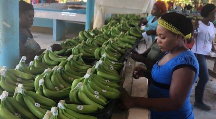 Nelle mense scolastiche italiane arrivano le banane bio