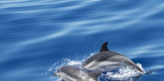 Intesa Wwf-Fondazione Cima per il Mediterraneo