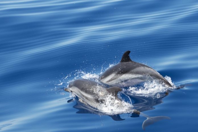 Stenella striata credit Laura Pintore cetacei