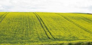 Agricoltura, via libera a indennizzi per danni da fauna selvatica in Toscana