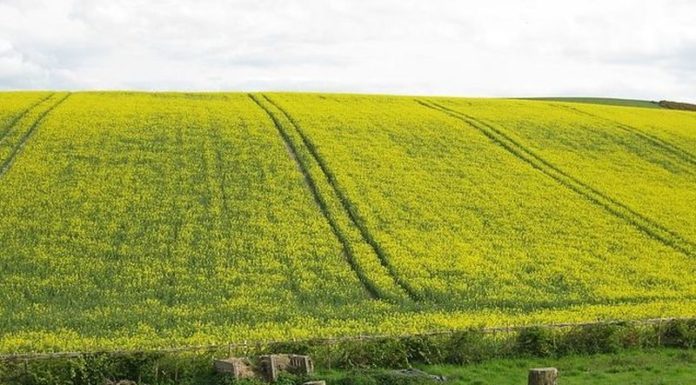 Agricoltura, via libera a indennizzi per danni da fauna selvatica in Toscana