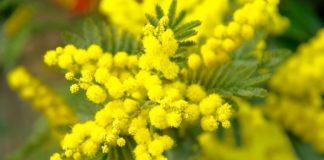 Sardegna, 8 marzo: Zedda “Donne motore di sviluppo”