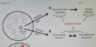 Coronavirus, lo studio che previde la pandemia