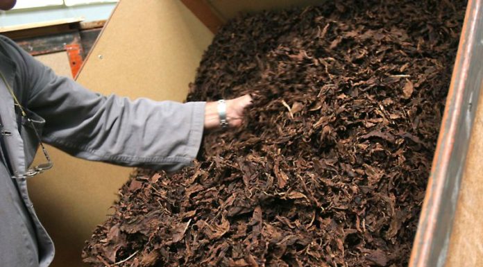 Bat acquista 4.500 tonnellate di tabacco italiano per il 2020