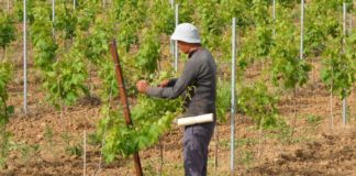 Agricoltura, Uila-Uil “Serve chiarezza su fabbisogno occupazionale”